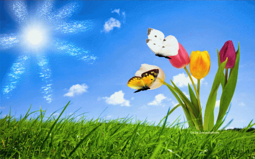 1712916280_Tulips_and_Butterflies_gif_DbN